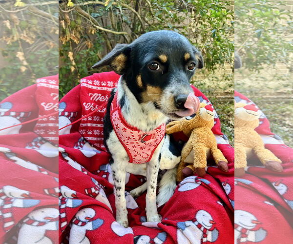 Medium Photo #4 Mutt Puppy For Sale in Missouri City, TX, USA