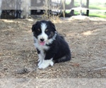 Puppy Jade Australian Shepherd