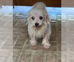 Small #6 Maltese Mix