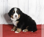 Small Bernese Mountain Dog