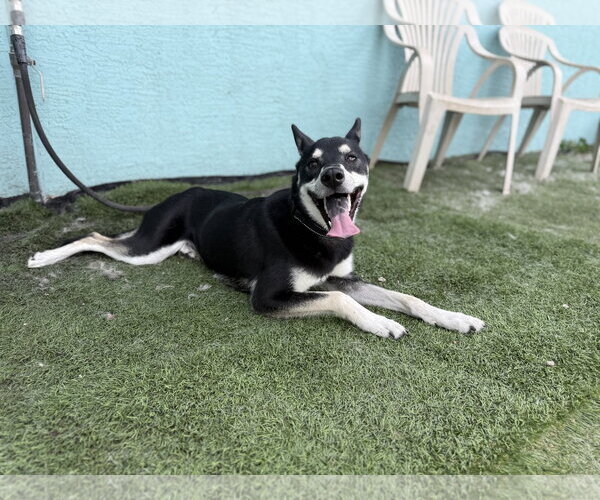 Medium Photo #4 Siberian Husky Puppy For Sale in Lighthouse Point, FL, USA