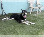Small #3 Siberian Husky