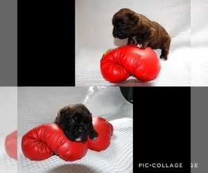 Medium Boxer