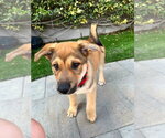 Small #13 Mutt