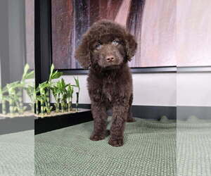 Labradoodle Puppy for sale in FRANKLIN, IN, USA