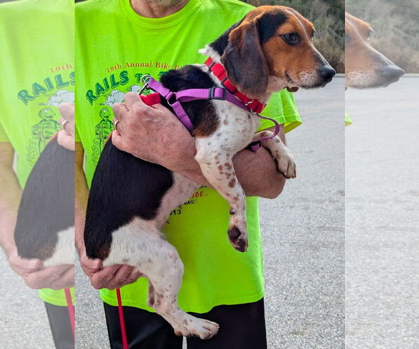 Medium Photo #5 Beagle Puppy For Sale in Dunnellon, FL, USA