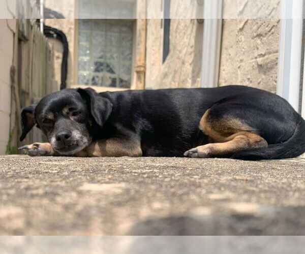 Medium Photo #8 Mutt Puppy For Sale in Philadelphia, PA, USA