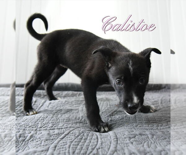 Medium Photo #1 Mutt Puppy For Sale in Sandy, UT, USA