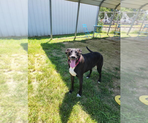 Medium Photo #4 Boxador Puppy For Sale in Evansville, IN, USA