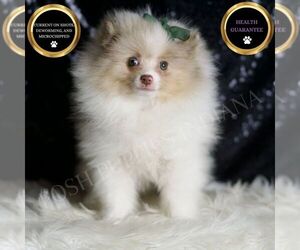 Pomeranian Puppy for sale in WARSAW, IN, USA