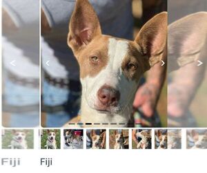 Basenji-Unknown Mix Dogs for adoption in Martinsburg, WV, USA