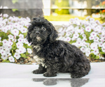 Puppy Gage Shih-Poo