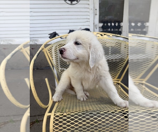 Medium Photo #4 Great Pyrenees Puppy For Sale in MOUNT PLEASANT, IA, USA