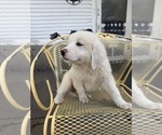 Small #3 Great Pyrenees