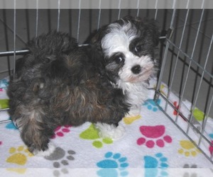 Maltipoo Puppy for Sale in ORO VALLEY, Arizona USA