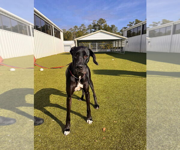 Medium Photo #2 Great Dane Puppy For Sale in Bullard, TX, USA