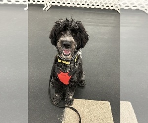 Mother of the Portuguese Water Dog puppies born on 06/23/2025