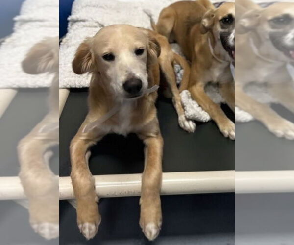 Medium Photo #3 Beago Puppy For Sale in Lakewood, CO, USA