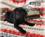 Puppy Cookie Labrador Retriever
