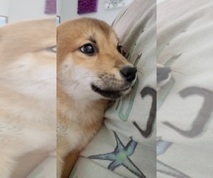 Shiba Inu Puppy for sale in LOS ANGELES, CA, USA
