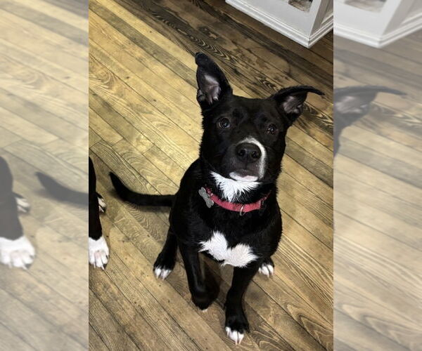 Medium Photo #13 Mutt Puppy For Sale in Boston, MA, USA