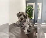 Small Mutt