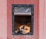 Small Photo #5 Labrador Retriever-Unknown Mix Puppy For Sale in Unionville, PA, USA