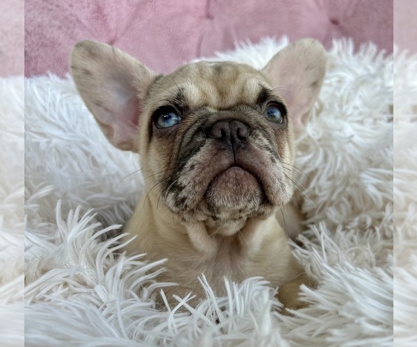 Medium Photo #8 French Bulldog Puppy For Sale in FORT LAUDERDALE, FL, USA
