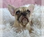 Small #7 French Bulldog