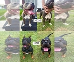 Small Photo #6 American Bully Puppy For Sale in TOLEDO, OH, USA