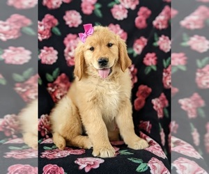 Golden Retriever Puppy for sale in OXFORD, PA, USA