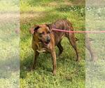 Small #3 Plott Hound Mix