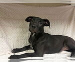 Small Labrador Retriever