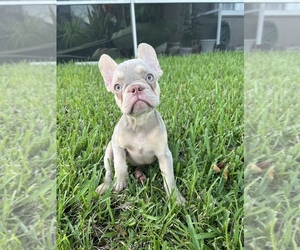 French Bulldog Puppy for sale in HOLLYWOOD, FL, USA