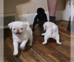 Small #14 Pug