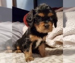 Small Photo #12 Cavalier King Charles Spaniel Puppy For Sale in ALBUQUERQUE, NM, USA