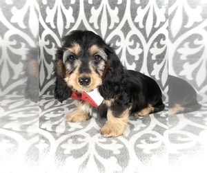 Dachshund Puppy for sale in IUKA, MS, USA