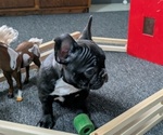 Small Photo #3 Faux Frenchbo Bulldog Puppy For Sale in GOSHEN, IN, USA