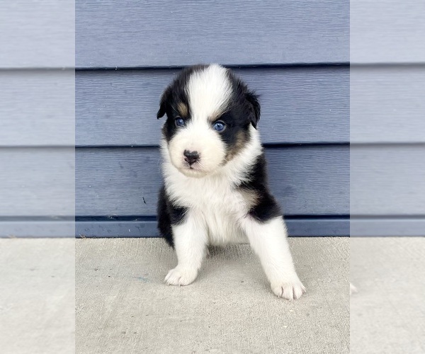 Medium Photo #6 Australian Shepherd Puppy For Sale in LODA, IL, USA