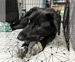 Small Photo #4 Labrador Retriever-Unknown Mix Puppy For Sale in HOUSTON, TX, USA
