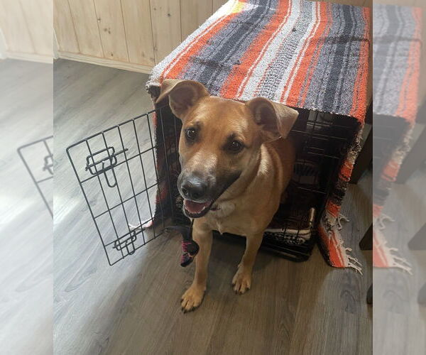 Medium Photo #3 Mutt Puppy For Sale in Candler, NC, USA