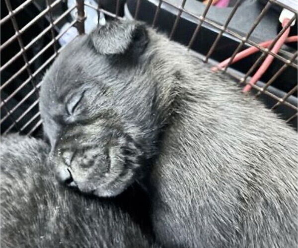 Medium Photo #2 Staffordshire Bull Terrier Puppy For Sale in Houston, TX, USA