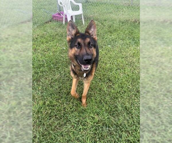 Medium Photo #2 German Shepherd Dog Puppy For Sale in Forestville, MD, USA