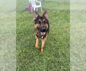 *BAYLOR - Male German Shepherd Dog Dog for Adoption - Photo #2