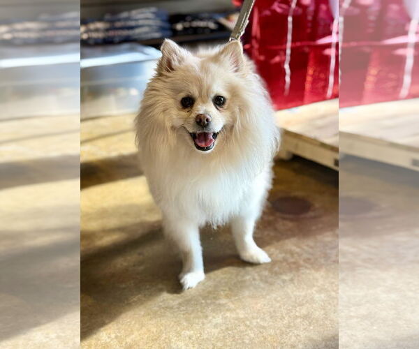 Medium Photo #1 Pomeranian Puppy For Sale in Pacolet, SC, USA