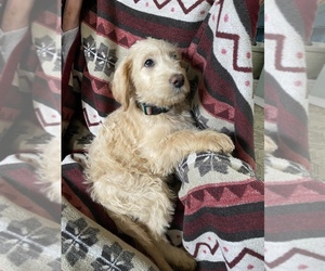 Labradoodle Puppy for sale in HARRISON, OH, USA