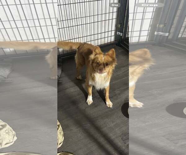 Medium Photo #1 Mutt Puppy For Sale in Jackson Township, NJ, USA