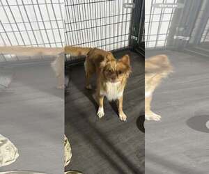 Mutt Dogs for adoption in Jackson Township, NJ, USA