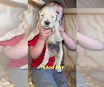 Small Photo #5 Golden Retriever Puppy For Sale in PHIL CAMPBELL, AL, USA