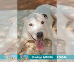 Small #1 American Bulldog Mix